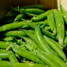 Насіння гороху «Овочеве диво»