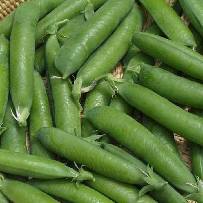 Насіння ранньостиглого гороху «Суперцукровий» 10 г