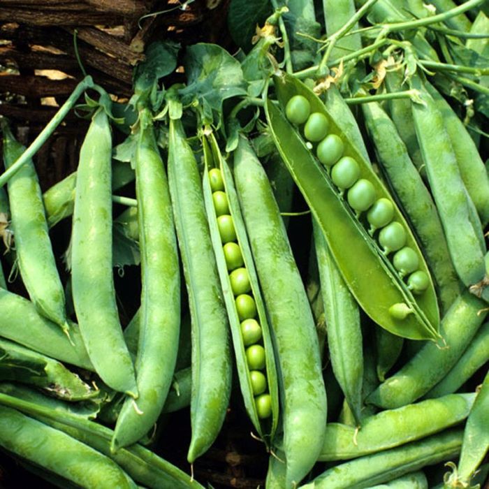 Насіння ранньостиглого гороху «Суперцукровий» 10 г