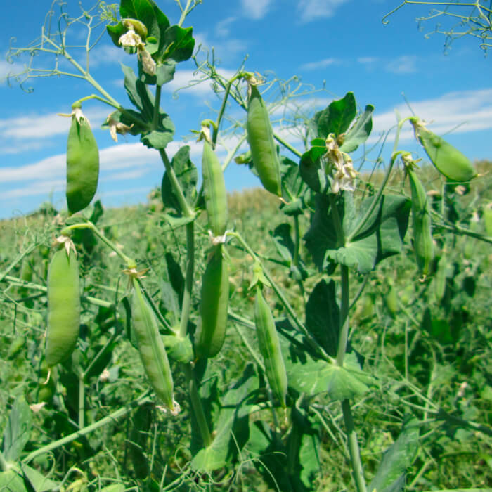 Насіння ранньостиглого гороху «6 тижнів» 10 г