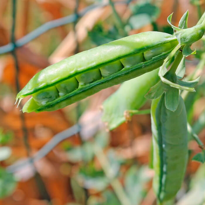 Насіння ранньостиглого гороху «6 тижнів» 10 г