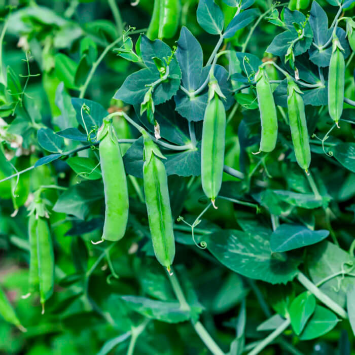 Насіння гороху «Фаворит»