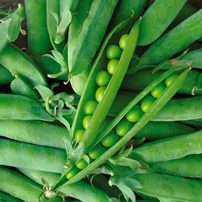 Насіння гороху «Фаворит»