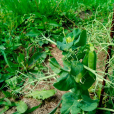 Насіння середньостиглого гороху «Самі з вусами» 10 г