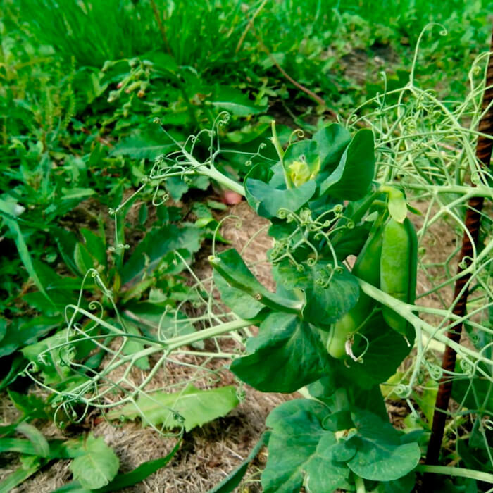 Насіння середньостиглого гороху «Самі з вусами» 10 г
