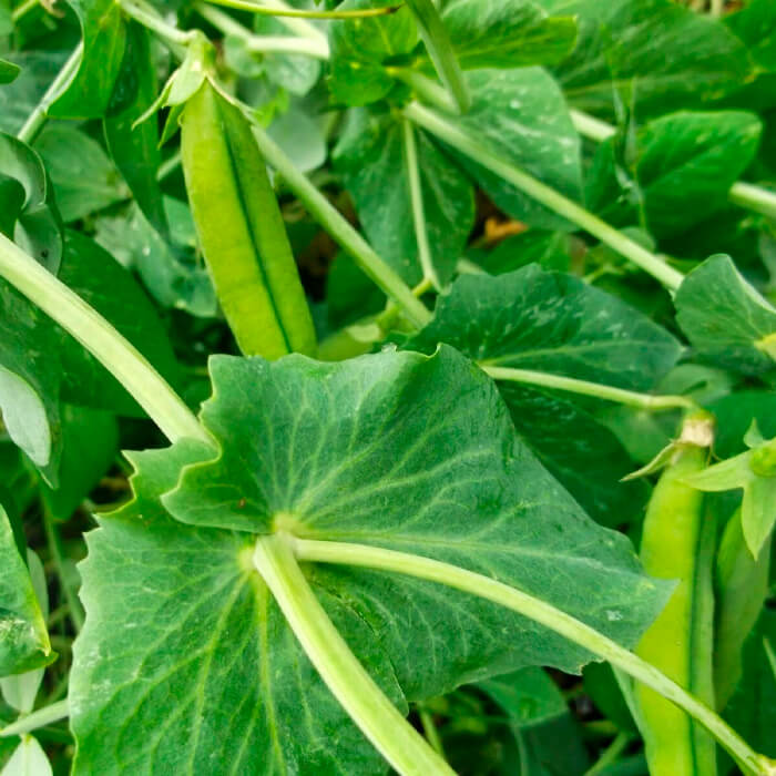 Насіння середньостиглого гороху «Самі з вусами» 10 г