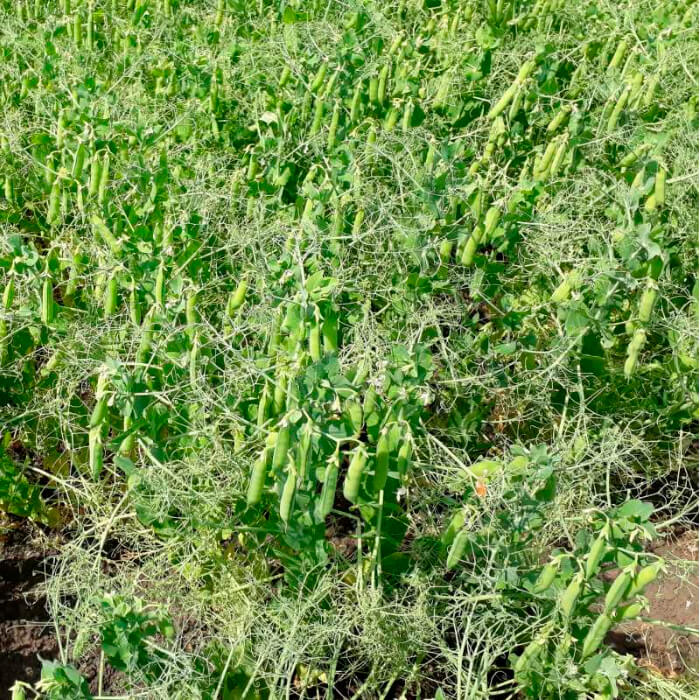 Насіння середньостиглого гороху «Самі з вусами» 10 г