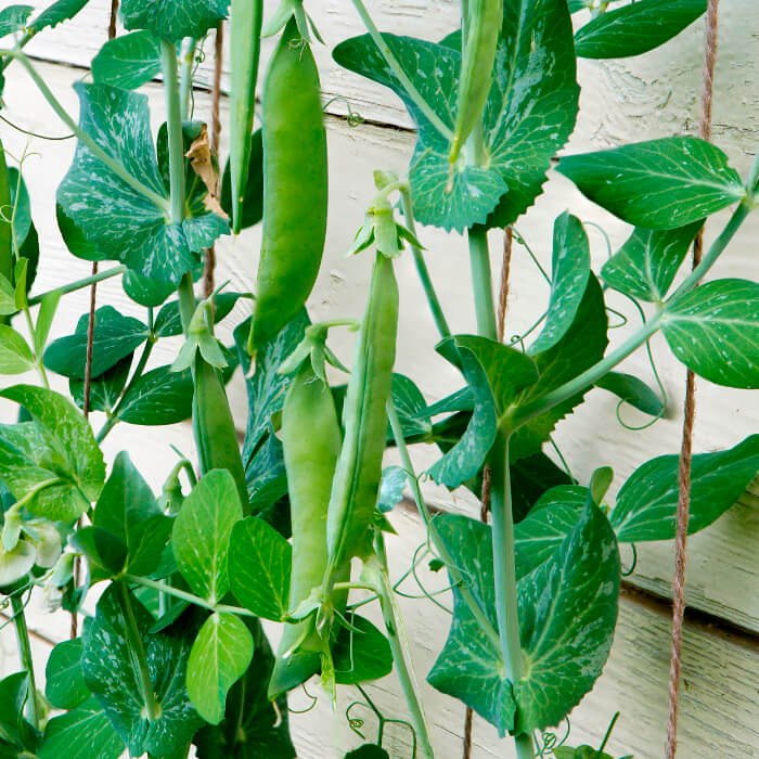 Насіння середньостиглого гороху «Самі з вусами» 10 г