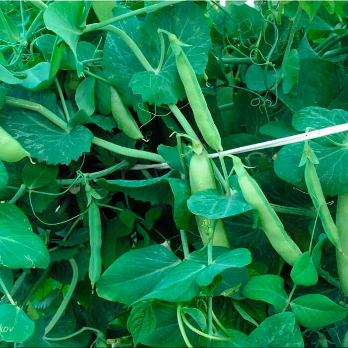 Насіння ранньостиглого гороху «Цукровий» 10 г