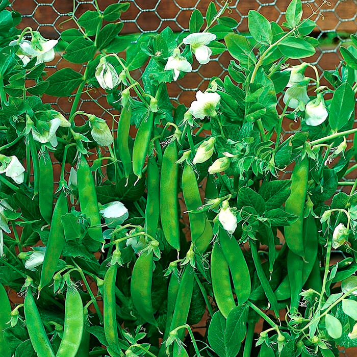 Насіння ранньостиглого гороху «Цукровий» 10 г