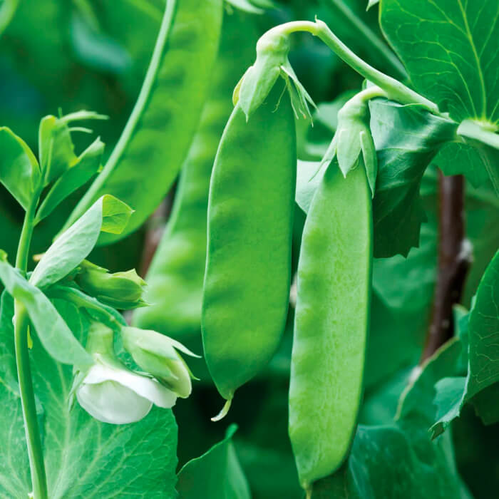 Насіння ранньостиглого гороху «Цукровий» 10 г