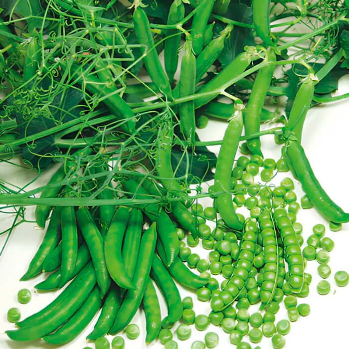 Насіння ранньостиглого гороху «Цукровий» 10 г