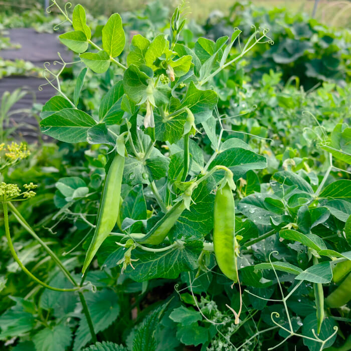 Насіння ранньостиглого гороху «Цукровий» 10 г