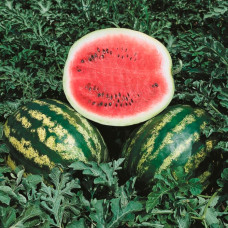 Насіння середньораннього кавуна «Крімсон Світ» 2 г