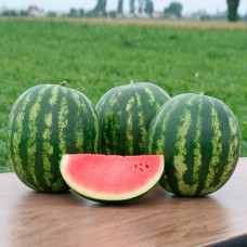 Насіння кавуна «Альянс»