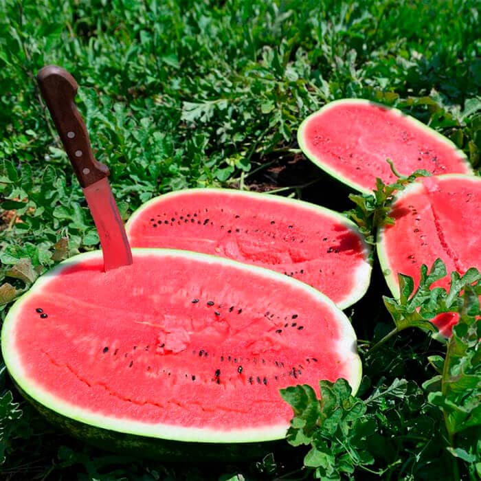 Насіння кавуна «Альянс»