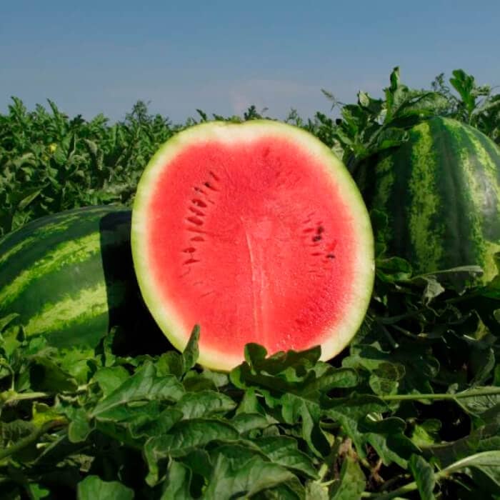 Насіння кавуна «Альянс»