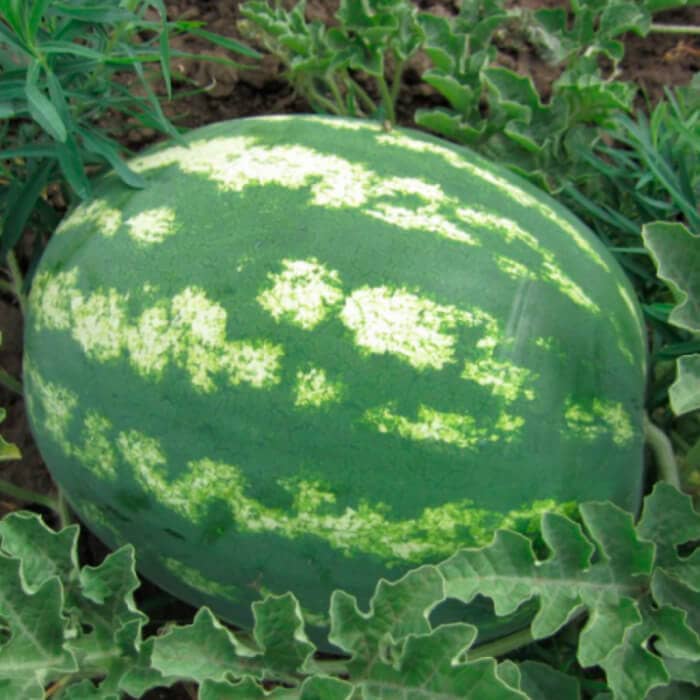 Насіння кавуна «Альянс»