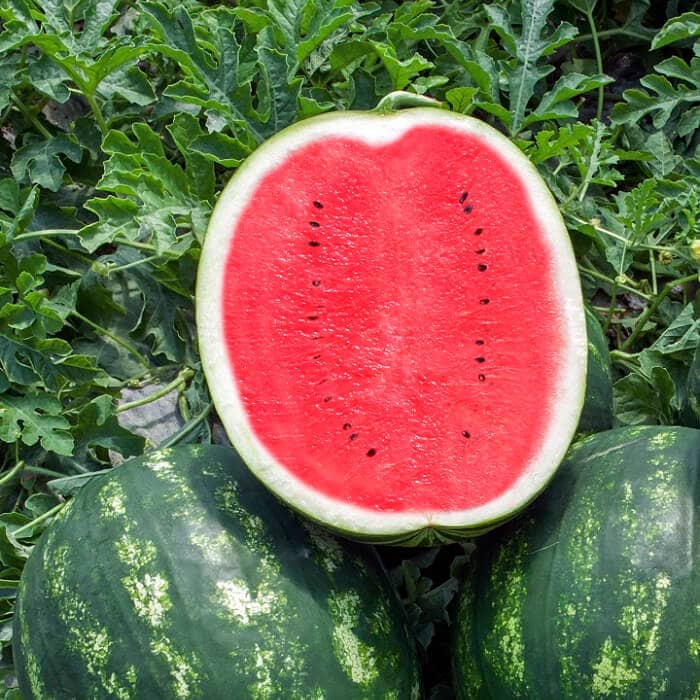 Насіння кавуна «Альянс»