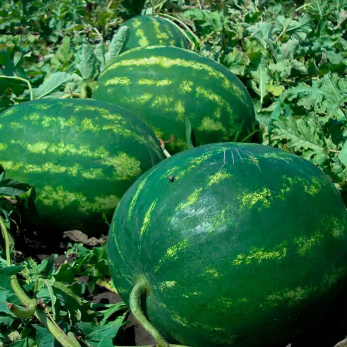 Насіння кавуна «Мономах»