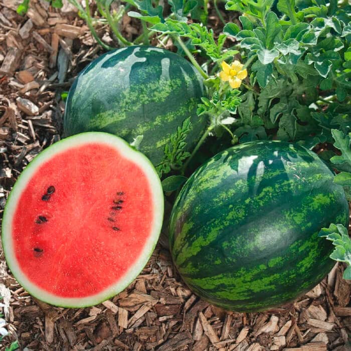 Насіння кавуна «Мономах»