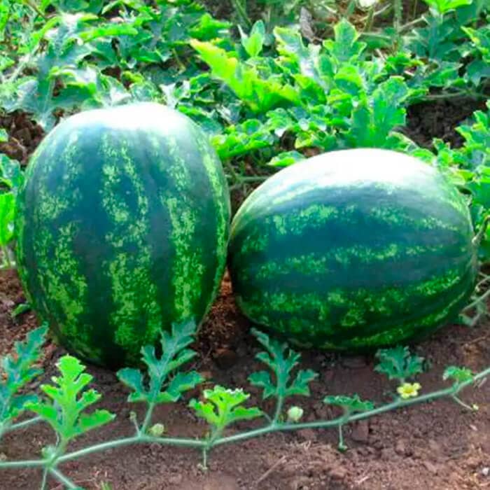 Насіння кавуна «Мономах»