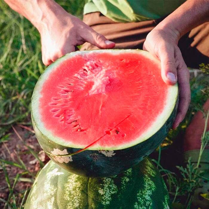 Насіння кавуна «Мономах»