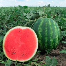 Насіння ультрараннього кавуна «Солодкий діамант»