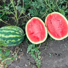 Насіння середньостиглого кавуна «Таврійський»