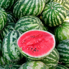 Насіння кавуна «Топ Ган»