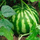 Насіння кавуна «Троянда південного сходу»