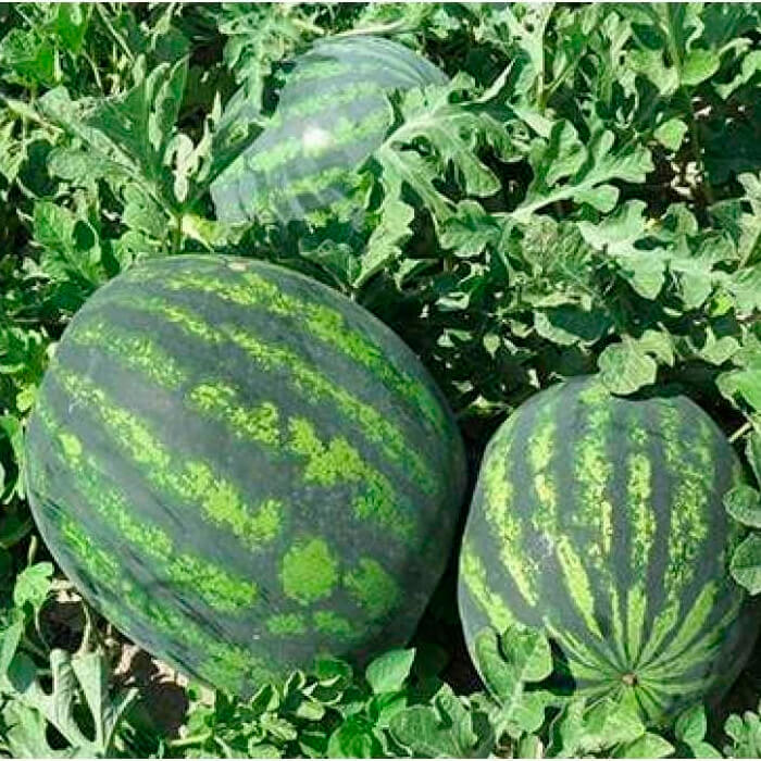 Насіння кавуна «Троянда південного сходу»