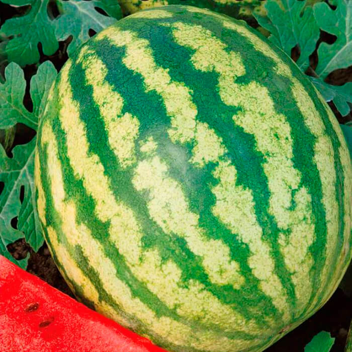 Насіння кавуна «Троянда південного сходу»