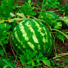 Насіння кавуна «Ультраранній» 0,5 г