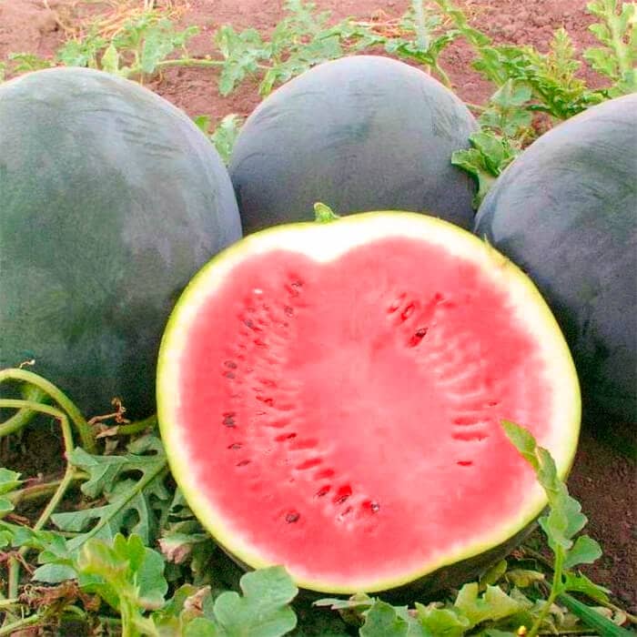 Насіння кавуна «Вогник»