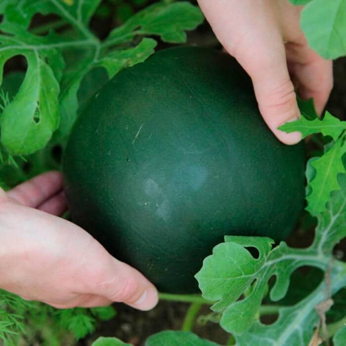 Насіння кавуна «Вогник»