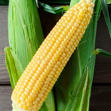 Семена суперранней кукурузы «Бондюэль F1» 10 г