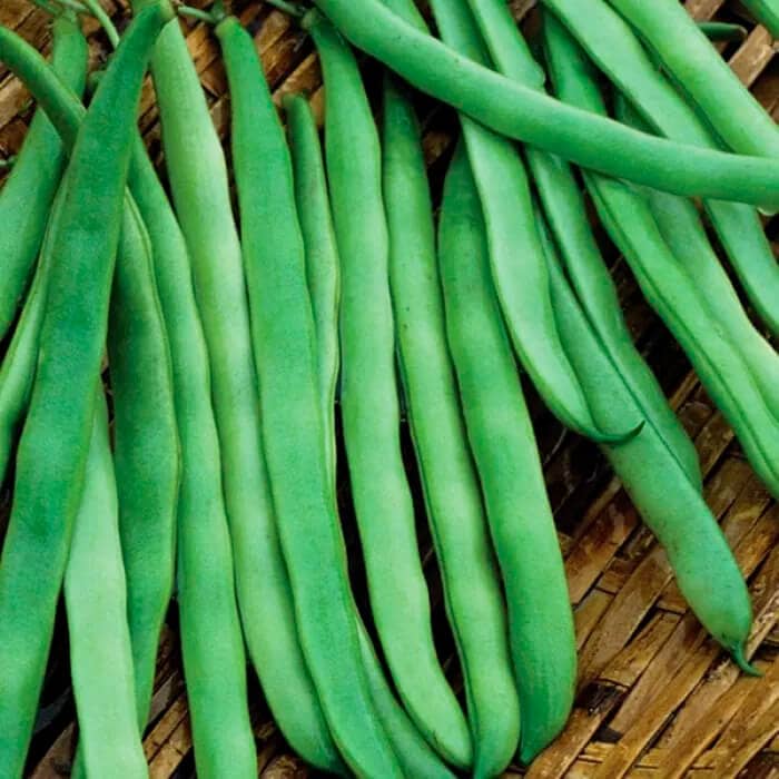 Насіння квасолі «Контендер»