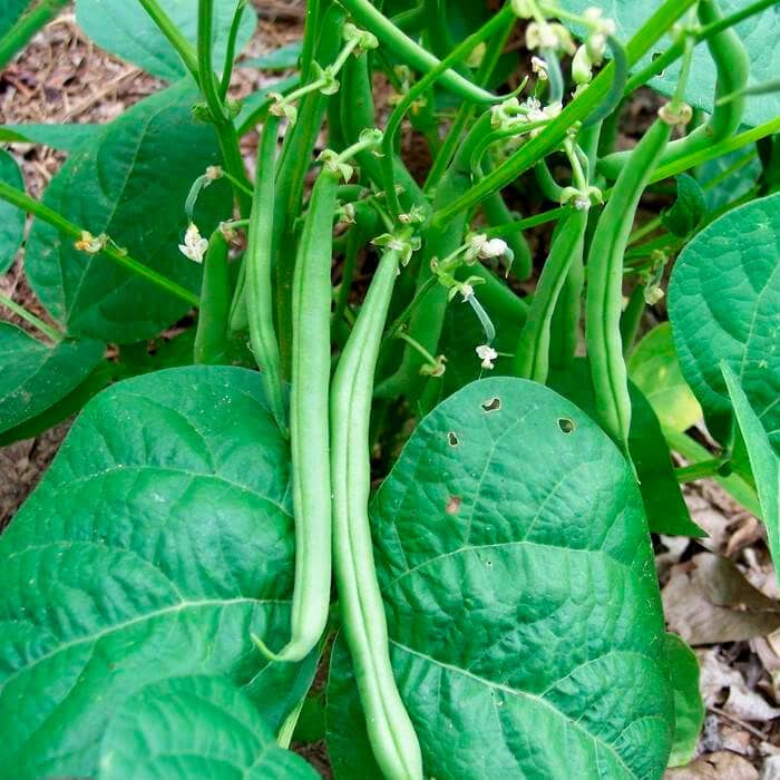 Насіння квасолі «Контендер»