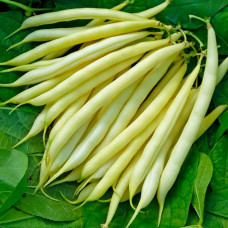 Насіння квасолі спаржевої «Лотос»  10г