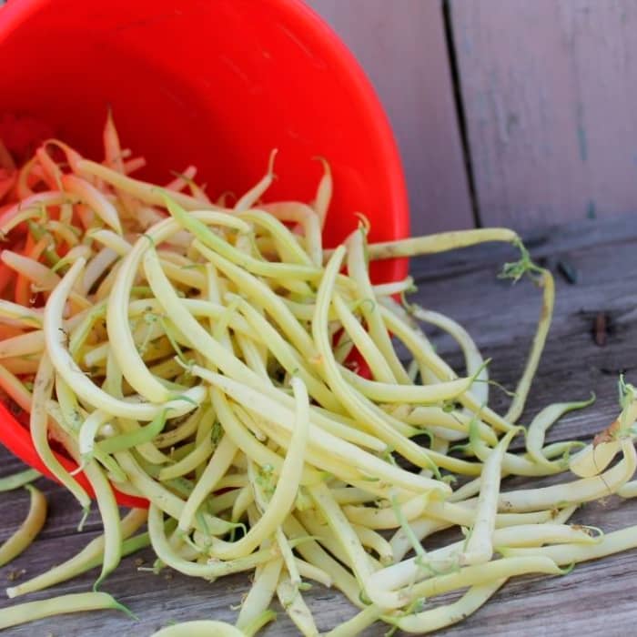 Насіння квасолі спаржевої «Лотос»  10г