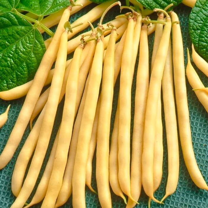 Насіння квасолі спаржевої «Лотос»  10г