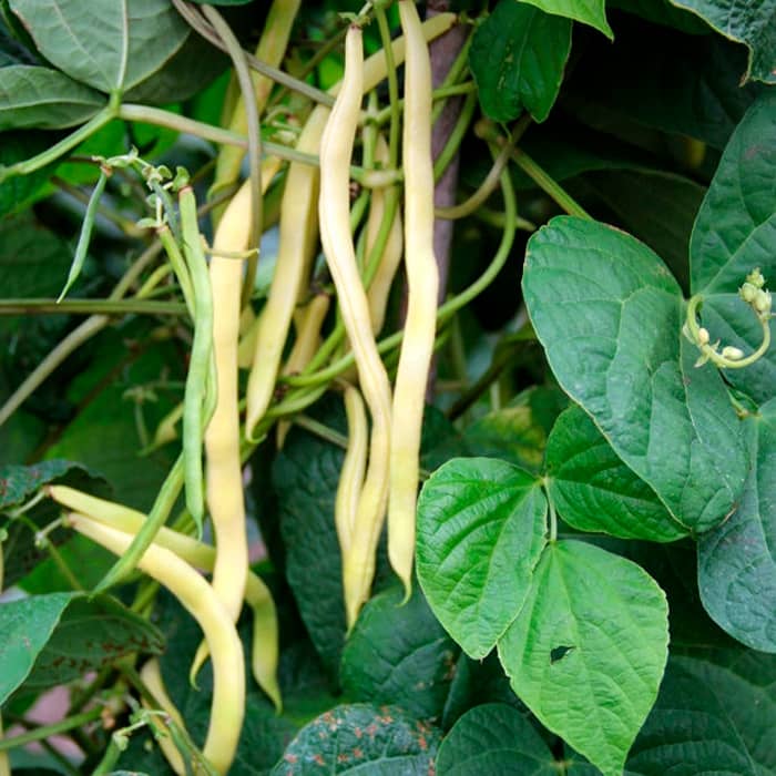 Насіння квасолі спаржевої «Лотос»  10г