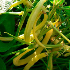 Насіння квасолі «Золота зiрка»