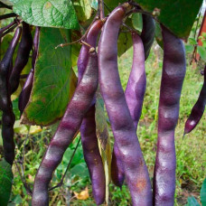 Насіння квасолі спаржевої «Блаухільде» 