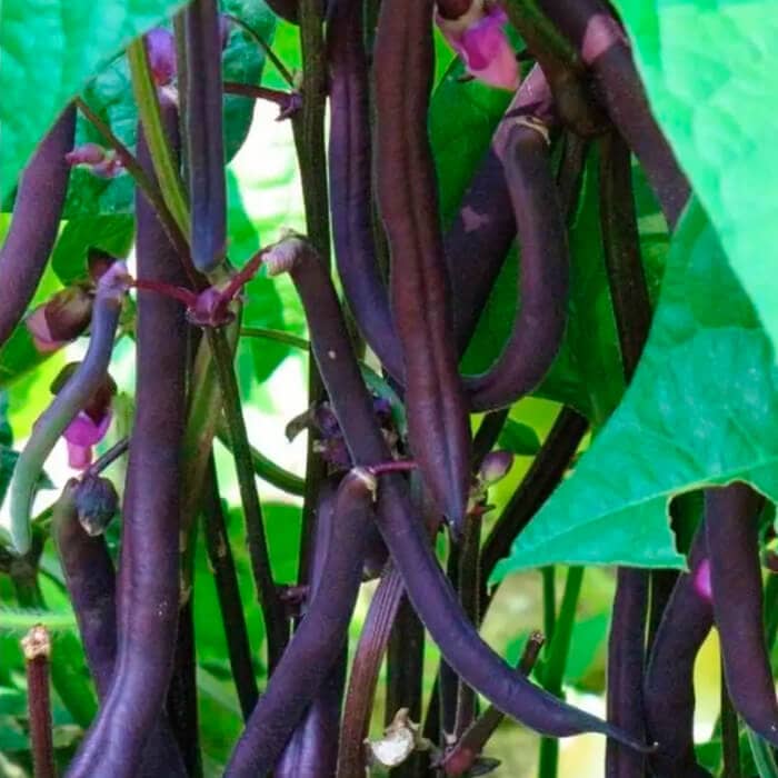 Насіння квасолі спаржевої «Блаухільде» 