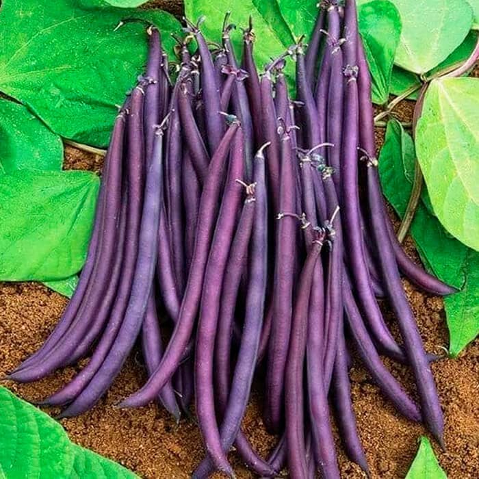 Насіння квасолі спаржевої «Блаухільде» 