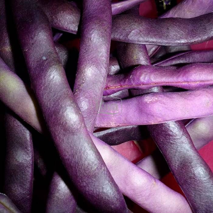 Насіння квасолі спаржевої «Блаухільде» 