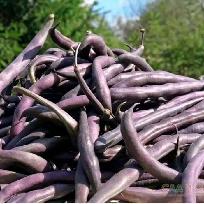 Насіння квасолі спаржевої «Блаухільде» 