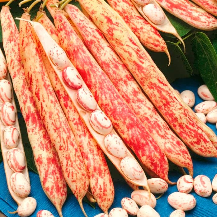 Насіння квасолі спаржевої «Борлотто» 15 г